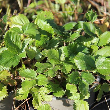 Fragaria vesca Smultron