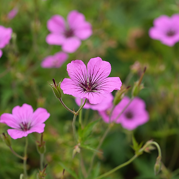 Geranium 'Patricia' Trädgårdsnäva