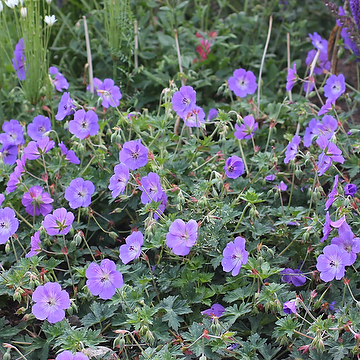 Geranium ROZANNE 'Gerwat' Trädgårdsnäva