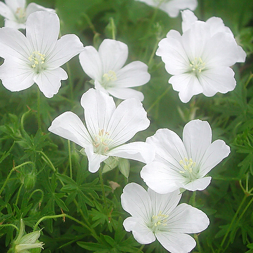 Geranium sanguineum 'Album' Blodnäva