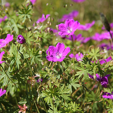 Geranium sanguineum Blodnäva
