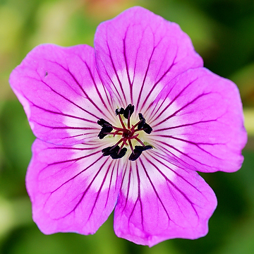Geranium wallichianum 'Kelly Anne' Parnäva