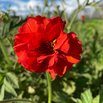 Geum FIERY RED 'Stocrgeu' 2L Trädgårdsnejlikrot