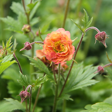Geum 'Mai Tai' 2L Trädgårdsnejlikrot
