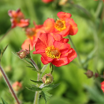 Geum 'Scarlet Tempest' 2L Trädgårdsnejlikrot