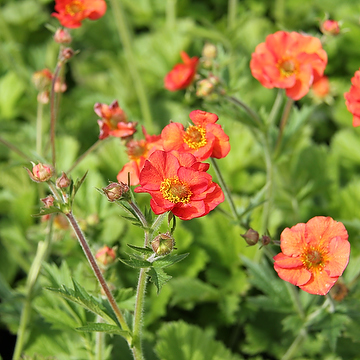 Geum 'Scarlet Tempest' Trädgårdsnejlikrot