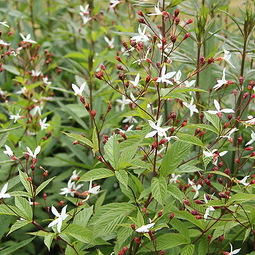 Gillenia trifoliata Gillenia