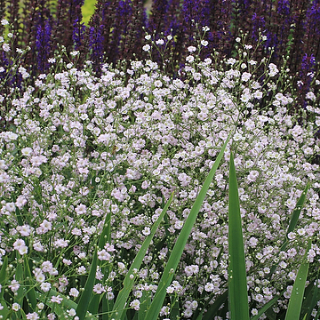 Gypsophila paniculata Brudslöja