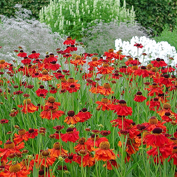 Helenium Autumnale-Gr. 'Moerheim Beauty' Solbrud