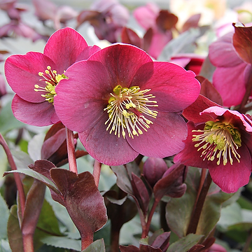 Helleborus Rodney Davey Marbled-Gr. ANNA'S RED 'Abcrd02' Julros