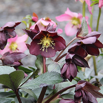 Helleborus hybridus 'Star of Passion' 2L Hybridjulros