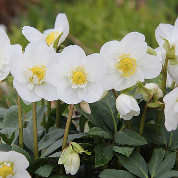 Helleborus niger 'Snowdrift' Julros