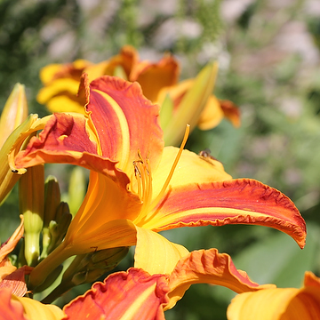 Hemerocallis 'Frans Hals' Daglilja