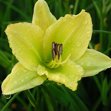 Hemerocallis 'Green Flutter' Daglilja