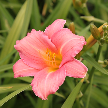 Hemerocallis 'Pink Damask' Daglilja