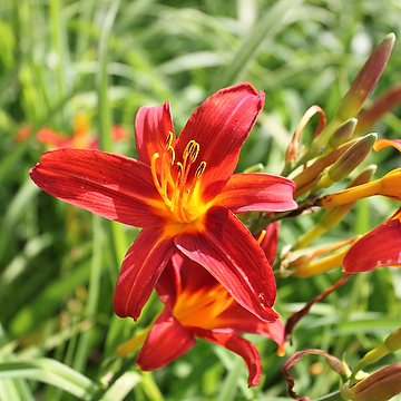Hemerocallis 'Sammy Russell' Daglilja