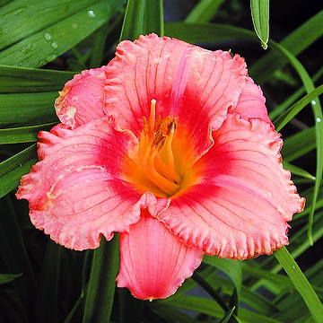 Hemerocallis 'Strawberry Candy' Daglilja