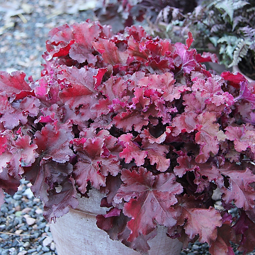 Heuchera 'Boysenberry' 2L Alunrot