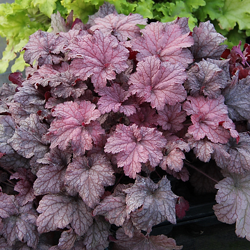 Heuchera 'Coralberry' Alunrot