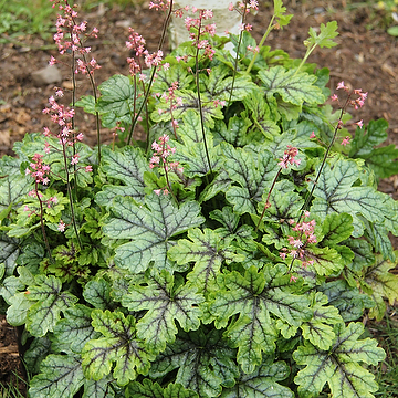 Heucherella 'Tapestry' Klockvippa