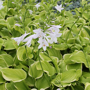 Hosta 'Fragrant Bouquet' Funkia