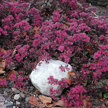 Hylotelephium 'Bertram Anderson' Kärleksört