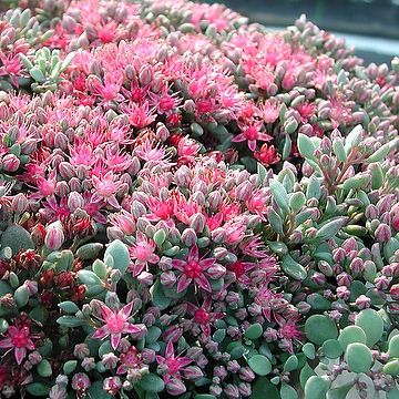 Hylotelephium cauticola Liten kärleksört
