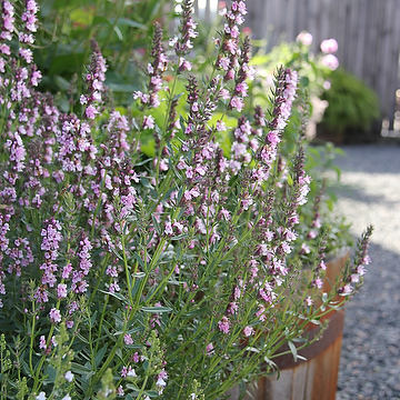 Hyssopus officinalis 'Roseus' Isop