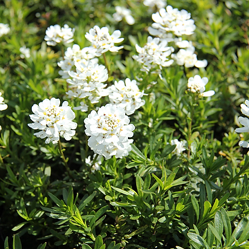 Iberis sempervirens 'Appen-Etz' Vinteriberis