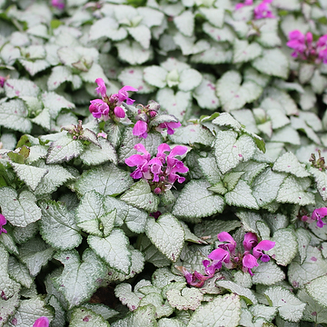 Lamium maculatum 'Beacon Silver' Rosenplister