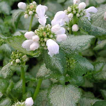 Lamium maculatum 'White Nancy' Rosenplister