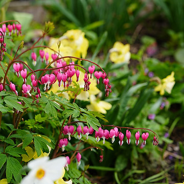 Lamprocapnos spectabilis 2L Löjtnantshjärta