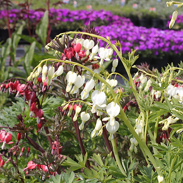 Lamprocapnos spectabilis 'Alba' 2L Löjtnantshjärta