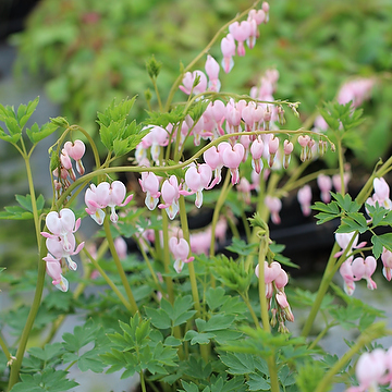 Lamprocapnos spectabilis 'Cupid' 2L Löjtnantshjärta