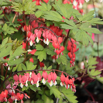 Lamprocapnos spectabilis VALENTINE 'Hordival' 2L Löjtnantshjärta