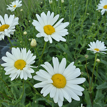 Leucanthemum superbum 'Bröllopsgåvan' GK Jätteprästkrage