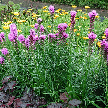 Liatris spicata Rosenstav