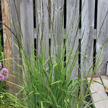 Molinia arundinacea 'Black Arrows' Jättetåtel
