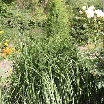 Molinia arundinacea 'Transparent'  2L Jättetåtel