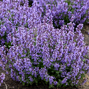 Nepeta 'Cat's Pyjamas' NY Nepeta