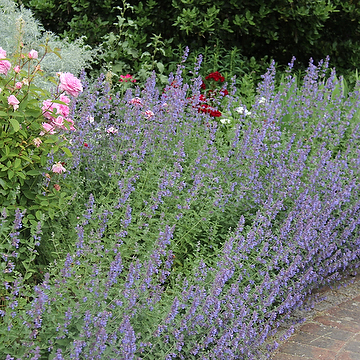 Nepeta faassenii 'Walkers Low' Kantnepeta