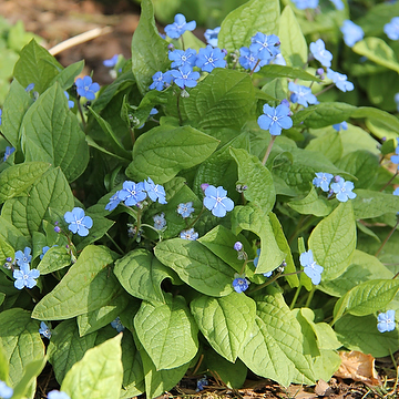Omphalodes verna Ormöga