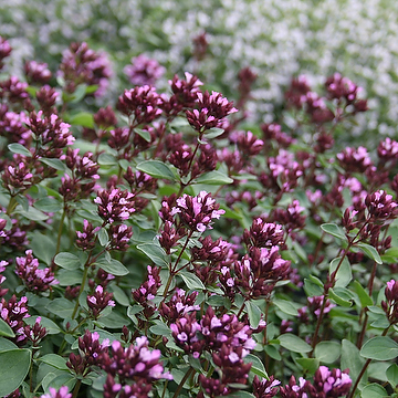 Origanum Laevigatum-Gr. 'Herrenhausen' Purpurmejram