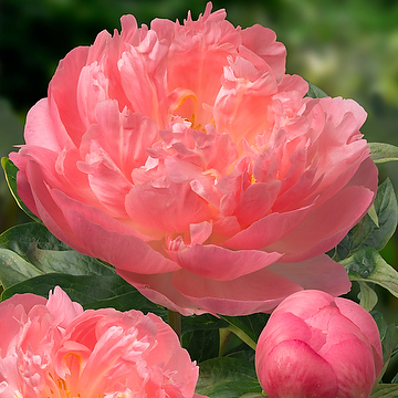 Paeonia 'Pink Hawaiian Coral' 2L Pion