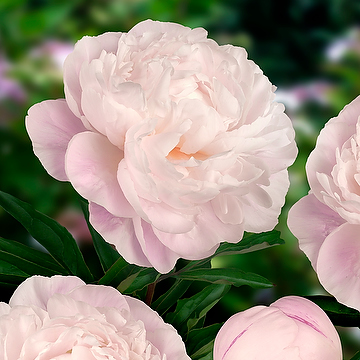 Paeonia lactiflora 'Gardenia' 2L Luktpion