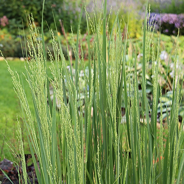 Panicum virgatum 'Northwind' 2L Jungfruhirs