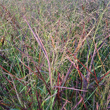 Panicum virgatum 'Squaw' 2L Jungfruhirs