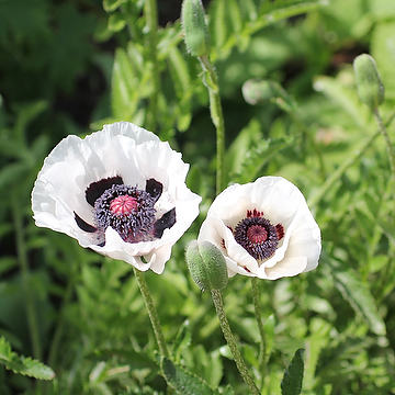Papaver Orientale-Gr. 'Black and White' Jättevallmo