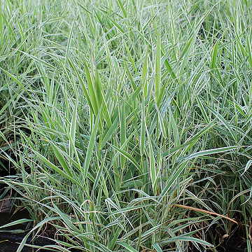 Phalaris arundinacea 'Picta' Randgräs