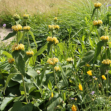 Phlomis russeliana Gul lejonsvans